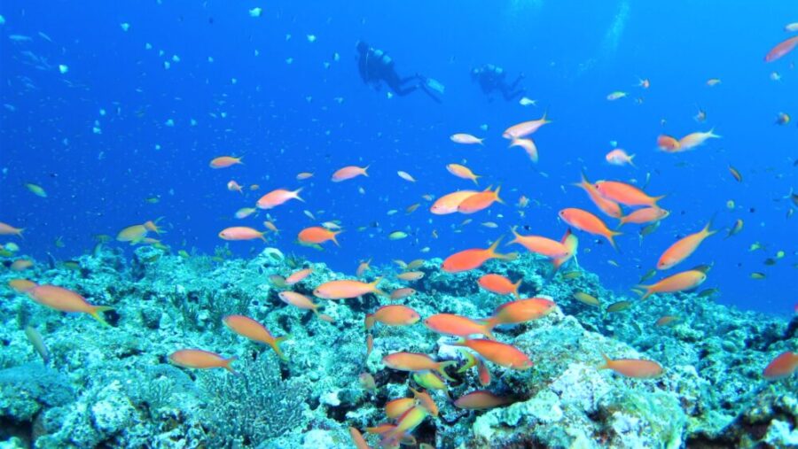 「リゾート地」を選ぶ3つの理由
透明度のいい海
暖かい水温
たくさんのお魚が見られる
